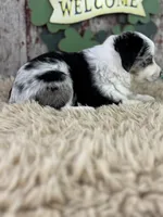 Cece, a female Miniature Australian Shepherd for sale in Lamar, MO – Photo 2 of 6