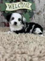Cece, a female Miniature Australian Shepherd for sale in Lamar, MO – Photo 3 of 6