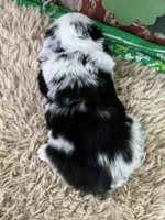 Cece, a female Miniature Australian Shepherd for sale in Lamar, MO – Photo 6 of 6