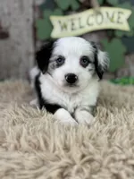 Cece, a female Miniature Australian Shepherd for sale in Lamar, MO – Photo 1 of 6