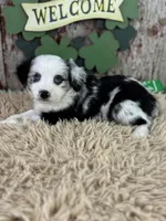 Cece, a female Miniature Australian Shepherd for sale in Lamar, MO – Photo 5 of 6