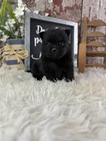 Sirius, a male Pomeranian for sale in Lamar, MO – 4 of 4