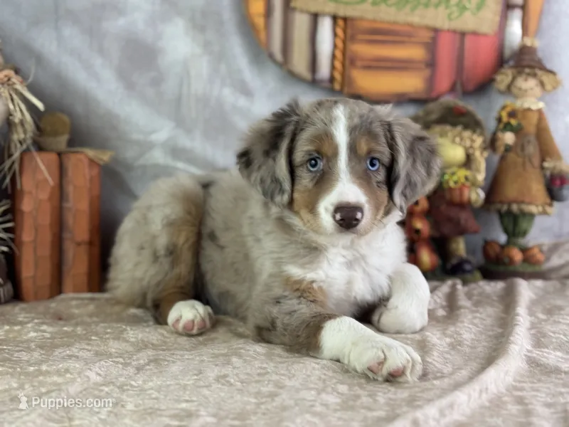 Kleo – Miniature Australian Shepherd puppy for sale in Lamar, MO