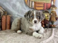 Kleo, a female Miniature Australian Shepherd for sale in Lamar, MO – 1 of 7