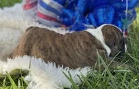 Wisper, a female English Bulldog for sale in Lamar, MO – 3 of 7