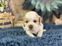 Juno, a male Cocker Spaniel for sale in Lamar, MO – 5 of 6