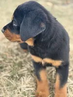 Darcy, a female Rottweiler for sale in Lamar, MO – 2 of 8