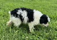 Lauren, a female Miniature Aussiedoodle for sale in Lamar, MO – 4 of 7