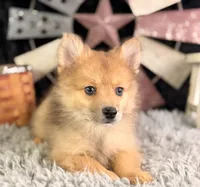 Alvin, a male Pomeranian for sale in Lamar, MO – 3 of 8