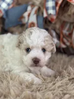 Ciera, a female Miniature Aussiedoodle for sale in Lamar, MO – 3 of 7
