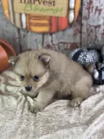 Snoopy, a male Pomeranian for sale in Lamar, MO – 7 of 8