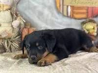 Dudley, a male Rottweiler for sale in Lamar, MO – 3 of 4