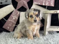 Lessa, a female Miniature Aussiedoodle for sale in Lamar, MO – 5 of 8