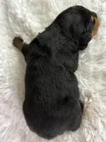 Dodger, a male Rottweiler for sale in Lamar, MO – Photo 5 of 5