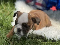 Whoopi, a female English Bulldog for sale in Lamar, MO – 7 of 7