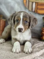 Kleo, a female Miniature Australian Shepherd for sale in Lamar, MO – 5 of 7