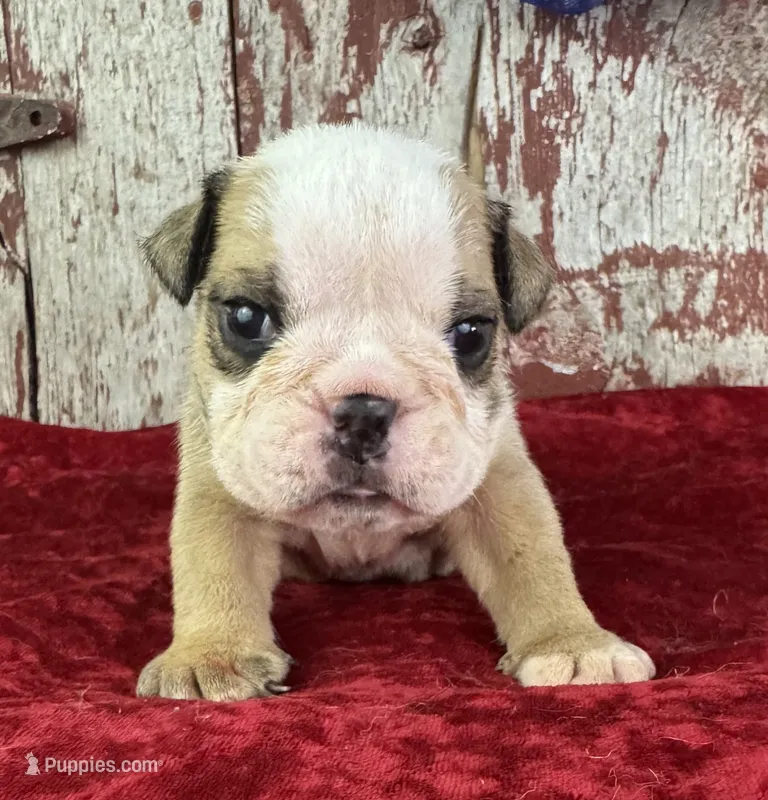 Alvin – English Bulldog puppy for sale in Lamar, MO