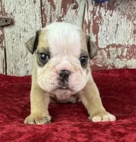 Alvin, a male English Bulldog for sale in Lamar, MO – 1 of 4