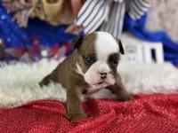 Whoopi, a female English Bulldog for sale in Lamar, MO – 4 of 6