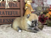 Cooky, a female Pomeranian for sale in Lamar, MO – 2 of 7