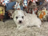 Charlie, a male Miniature Aussiedoodle for sale in Lamar, MO – 4 of 7