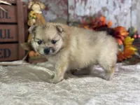 Conwell, a male Pomeranian for sale in Lamar, MO – 5 of 7