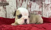 Alvin, a male English Bulldog for sale in Lamar, MO – 2 of 4