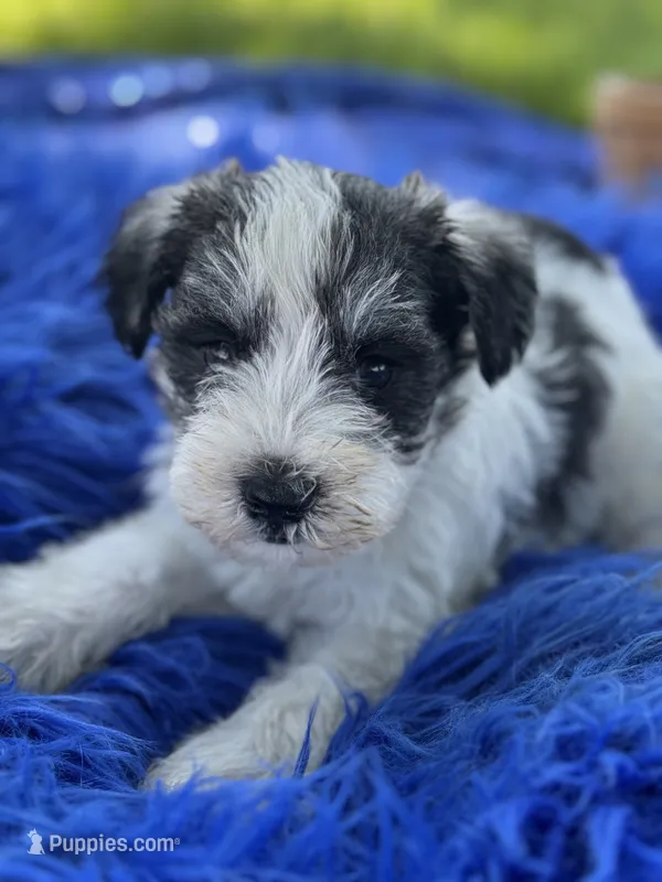 Bangle – Miniature Schnauzer puppy for sale in Lamar, MO