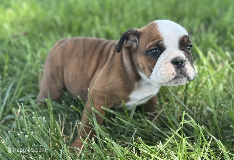 Whoopi – English Bulldog puppy for sale in Lamar, MO
