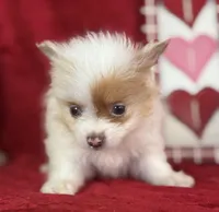 Bandit, a male Pomeranian for sale in Lamar, MO – Photo 1 of 5