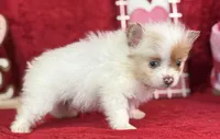 Bandit, a male Pomeranian for sale in Lamar, MO – Photo 2 of 5