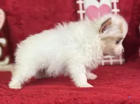 Bandit, a male Pomeranian for sale in Lamar, MO – Photo 4 of 5