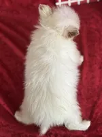 Bandit, a male Pomeranian for sale in Lamar, MO – Photo 5 of 5