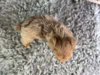 Lukas, a male Miniature Aussiedoodle for sale in Lamar, MO – 3 of 7