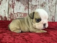 Alvin, a male English Bulldog for sale in Lamar, MO – 3 of 4