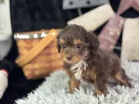 Linox, a male Miniature Aussiedoodle for sale in Lamar, MO – 2 of 6