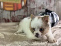 Sienna, a female Pomeranian for sale in Lamar, MO – 4 of 7