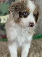 Larry, a male Miniature Australian Shepherd for sale in Lamar, MO – Photo 4 of 6