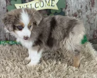 Larry, a male Miniature Australian Shepherd for sale in Lamar, MO – Photo 2 of 6