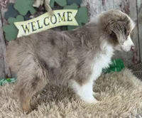 Larry, a male Miniature Australian Shepherd for sale in Lamar, MO – Photo 3 of 6