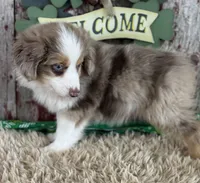 Larry, a male Miniature Australian Shepherd for sale in Lamar, MO – Photo 6 of 6
