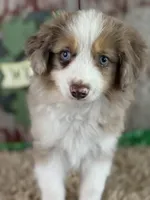 Larry, a male Miniature Australian Shepherd for sale in Lamar, MO – Photo 1 of 6