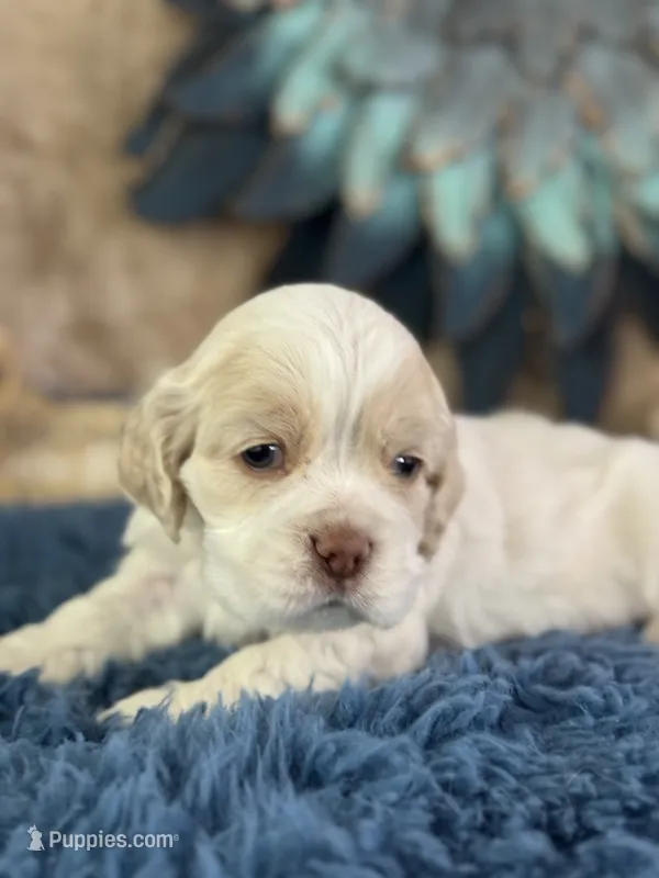 Jolene – Cocker Spaniel puppy for sale in Lamar, MO