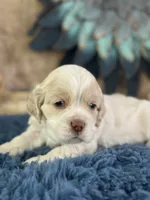 Jolene, a female Cocker Spaniel for sale in Lamar, MO – 1 of 6