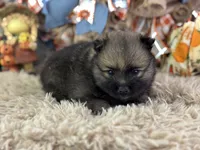 Fudge, a male Pomeranian for sale in Lamar, MO – 3 of 6