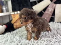 Linox, a male Miniature Aussiedoodle for sale in Lamar, MO – 6 of 6