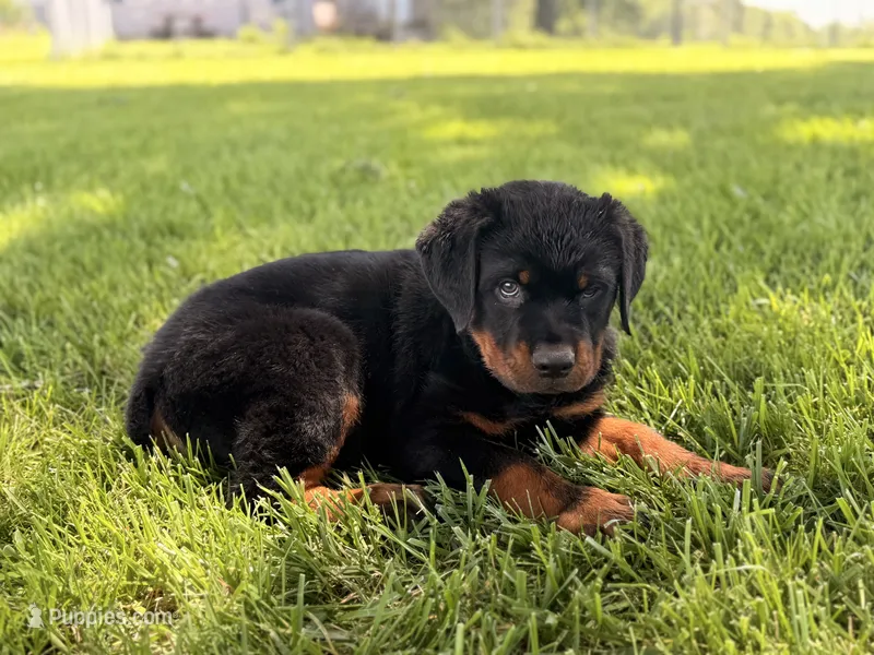 Danger – Rottweiler puppy on hold in Lamar, MO