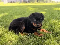 Danger, a male Rottweiler for sale in Lamar, MO – 1 of 8