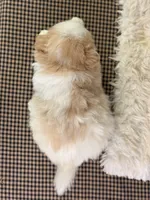 Ernie, a male Pomeranian for sale in Lamar, MO – 7 of 7