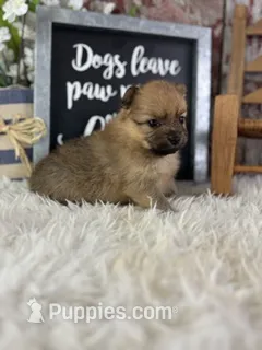 Sissi – Pomeranian puppy for sale in Lamar, MO
